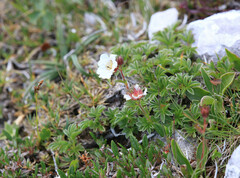 Potentilla clusiana