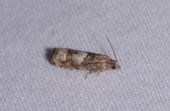 Eucosma parmatana