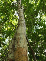 Diphysa carthagenensis