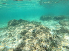 Rhinecanthus aculeatus