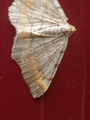 Macaria liturata