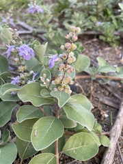 Vitex rotundifolia