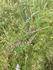 Calluna vulgaris