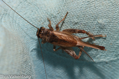 Eumodicogryllus bordigalensis