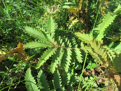 Potentilla longifolia