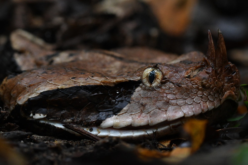 Western Gaboon Viper