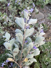 Vitex rotundifolia