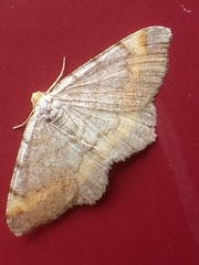 Macaria liturata