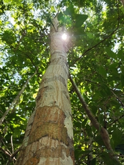 Diphysa carthagenensis