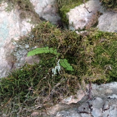 Asplenium trichomanes