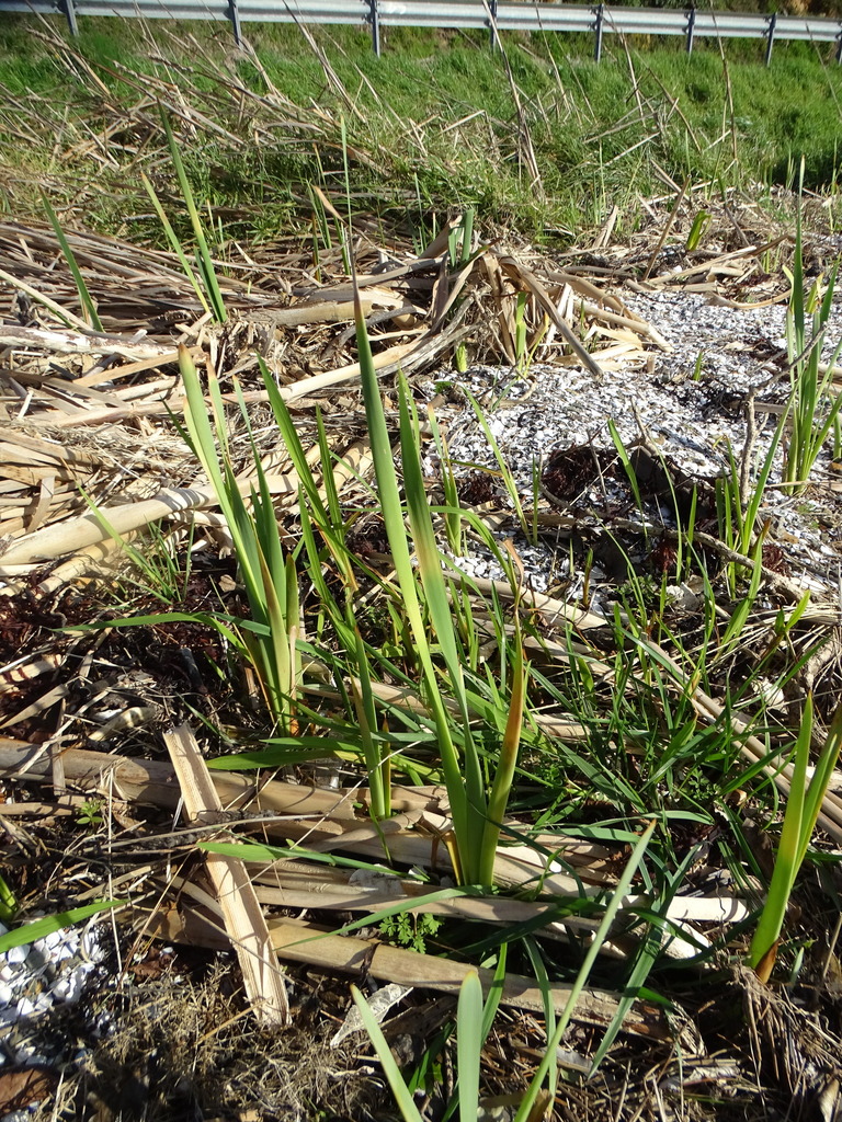 Oriental Cattail from Pāuatahanui, New Zealand on August 24, 2022 at 02 ...