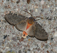 Pseudohemihyalea labecula