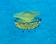 Cotylorhiza tuberculata