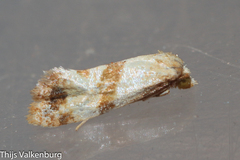 Phalonidia contractana