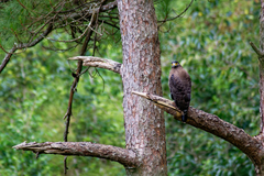 Spilornis cheela