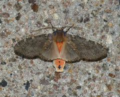 Pseudohemihyalea labecula