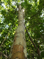 Diphysa carthagenensis