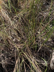 Juncus polyanthemus