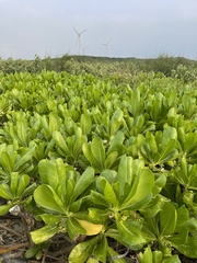 Scaevola taccada