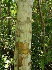 Diphysa carthagenensis