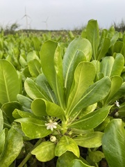 Scaevola taccada