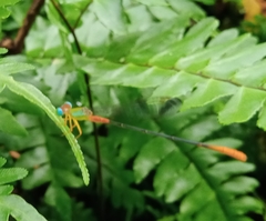 Ceriagrion cerinorubellum