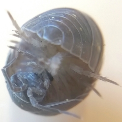 Armadillidiidae
