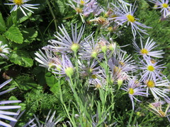 Galatella dahurica
