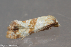 Phalonidia contractana