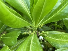 Scaevola taccada