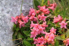 Rhododendron hirsutum