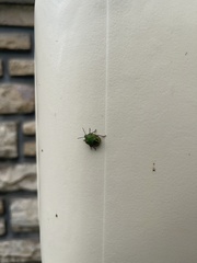 Nezara viridula