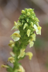 Pedicularis tuberosa