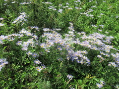 Galatella dahurica