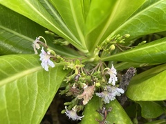 Scaevola taccada
