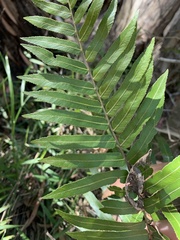 Telmatoblechnum indicum