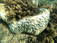 Porites