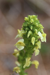 Pedicularis tuberosa