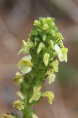 Pedicularis tuberosa