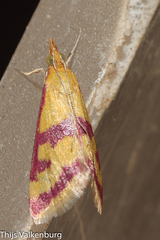 Pyrausta sanguinalis