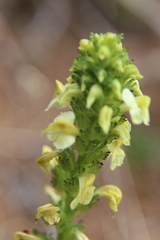 Pedicularis tuberosa