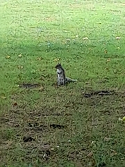 Sciurus carolinensis