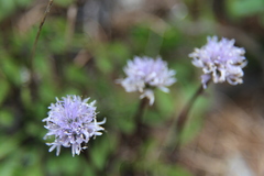 Globularia cordifolia