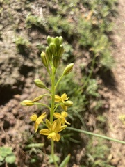 Bulbine