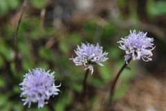 Globularia cordifolia