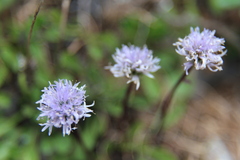 Globularia cordifolia