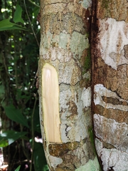 Diphysa carthagenensis