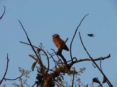 Athene cunicularia