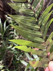 Telmatoblechnum indicum