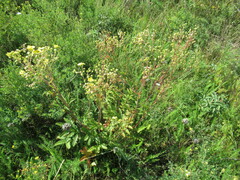 Potentilla longifolia